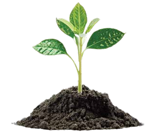 A green plant growing from dirt
AI-generated content may be incorrect.